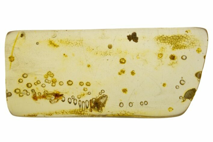 Polished Colombian Copal ( g) - Contains Termite! #331647